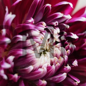 Red and white dahlia varietal