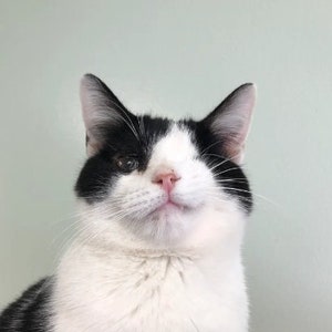 Foster Kitten Donations! ( In NEED of donations ASAP )