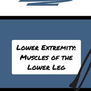 Muscles of the Lower Leg- Lower Extremity Anatomy Notes - Etsy