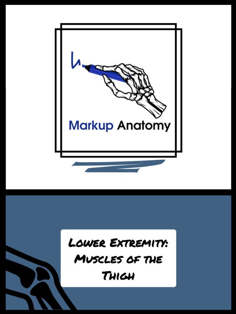 Muscles of the Thigh Lower Extremity Anatomy Notes - Etsy Australia