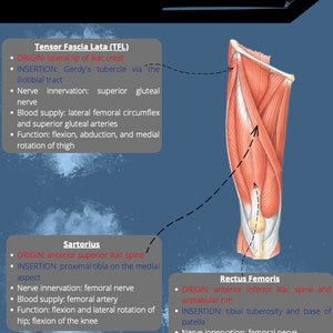 Muscles of the Thigh Lower Extremity Anatomy Notes - Etsy New Zealand