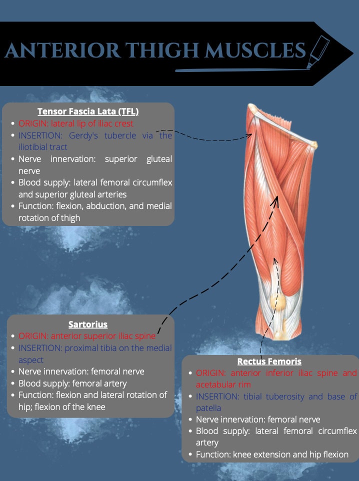 Muscles of the Thigh Lower Extremity Anatomy Notes - Etsy New Zealand