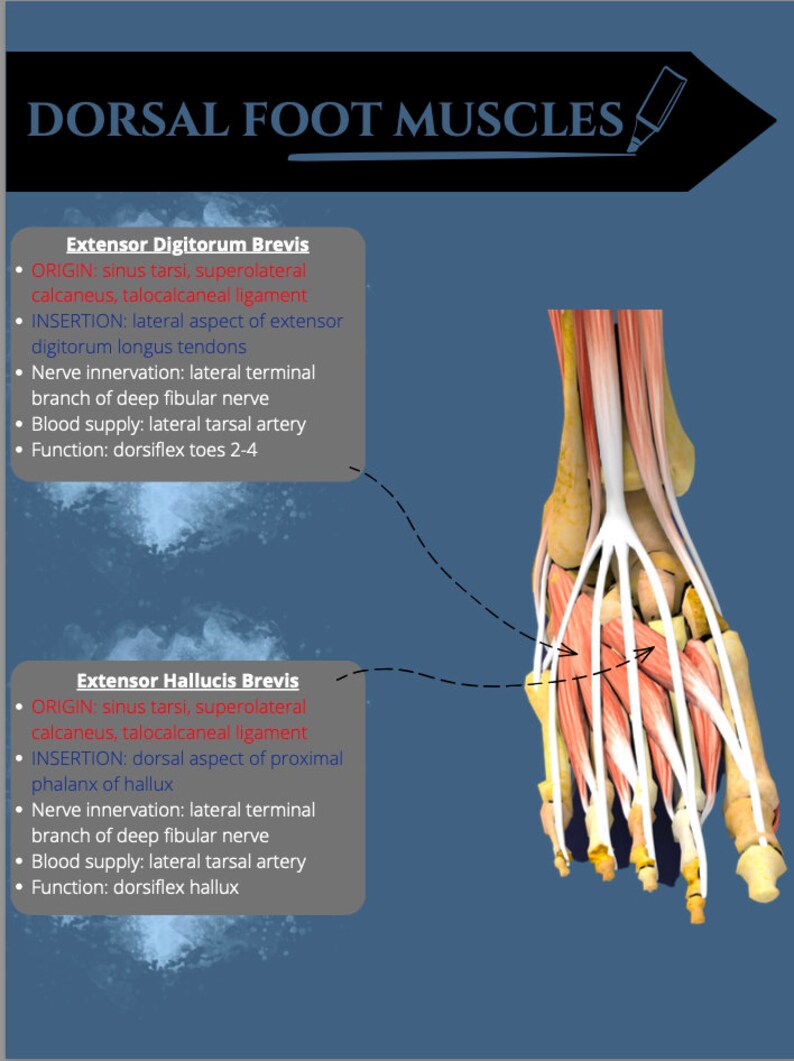 Muscles of the Foot Lower Extremity Anatomy Notes - Etsy Australia