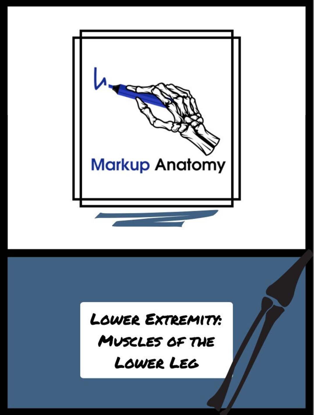 Muscles of the Lower Leg- Lower Extremity Anatomy Notes - Etsy