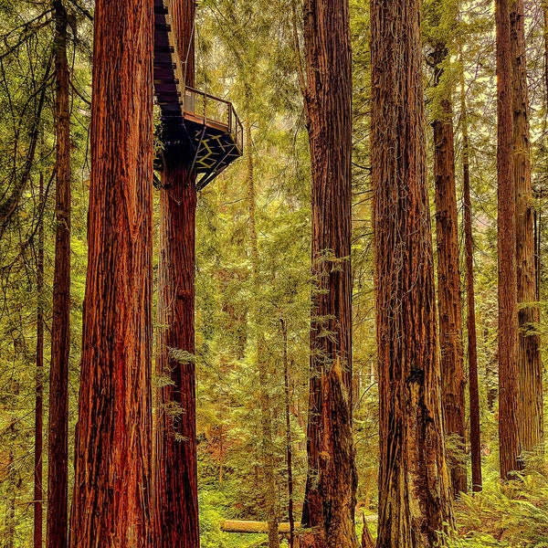 Peacefull Solace Lookout, Skywalk, Redwood, Wandkunst, Wald, Baum, Leinwand, Sequioa Park, Humbold County