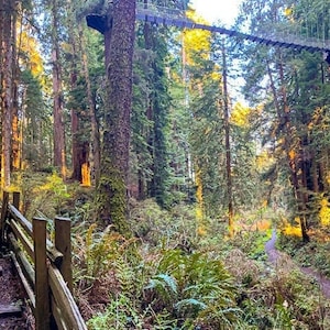 Sequoia Park Panorama, Redwoods, Tree, Wall Art, Forest, Eureka, California, canvas print, Humboldt, Sequoia Park, Skywalk, yellow, brown
