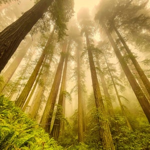 Redwoods in the Fog, Headwaters Forest Reserve, Redwoods,Forest, Sequoia, Canvas Print, Humboldt, Humboldt County, trees, fog, Old Growth