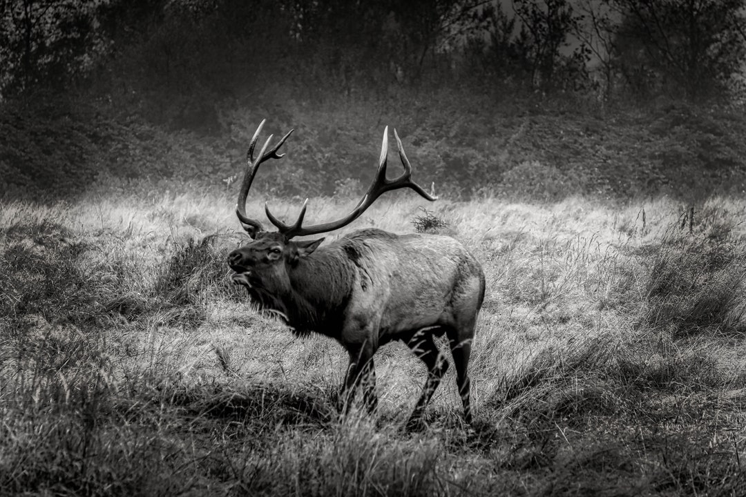 Elk Bugleblack and White, Elk, Rosevelt Elk, Bull Elk, Nature