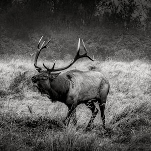 Elk Bugle - Bianco e nero, Alce, Alce di Rosevelt, Alce maschio, Natura, Fauna selvatica, Stampa su tela, Bianco e nero, Humboldt, all&#39;aperto