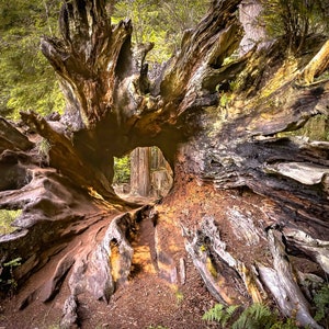 Redwood Hollow Stump, Redwood, Tree, Wall Art, Sequoia, Canvas Print, Sequioa Park, Eureka, Humboldt, forest, nature, green, brown