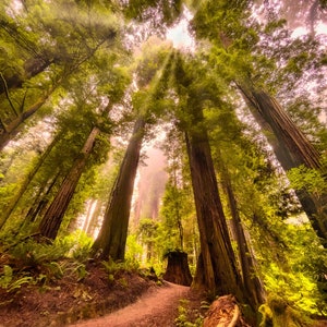 Foggy Redwoods, Sequoia Park, Redwoods, Forest, Canvas Print, Humboldt, California, Humboldt County, wall art, endangered species, nature
