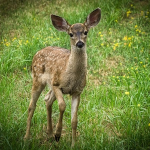 Baby Deer Canvas Print: Fawn Nursery Wall Art