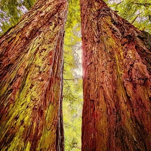 Redwood View, Redwoods, Wall Art, Forest, Sequoia, Canvas Print, Sequioa Park, Humboldt County, tree, nature