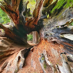 Hollow Redwood Stump, Redwood, Tree, Wall Art, Sequoia, Canvas Print, Sequioa Park, forest, nature, brown, green, outdoors