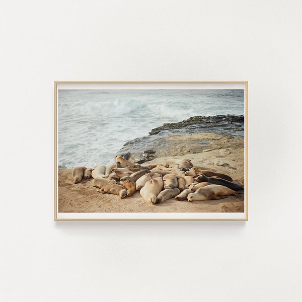 la jolla, california sea lions - 35mm film photography - digital download print - printable wall art - san diego photo - seals + sea lions