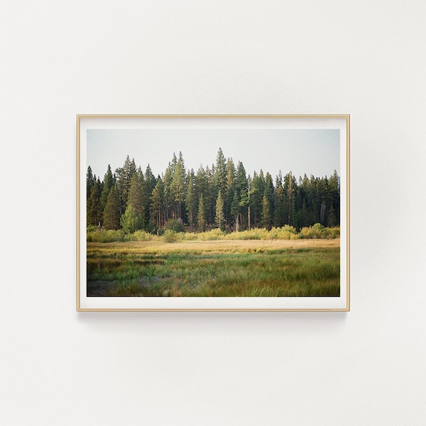 lake tahoe, california - 35mm film photography - digital download print - printable wall art - vintage photo - pines - green field
