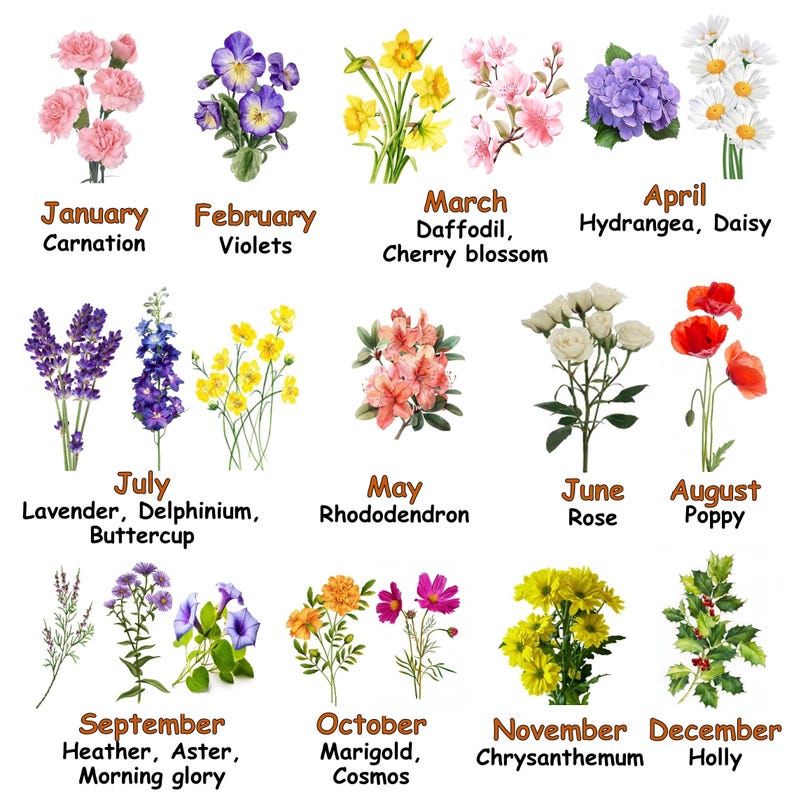 以下が含まれることがあります： 1 年を通して、毎月異なる花が紹介されています。1 月: カーネーション、2 月: スミレ、3 月: ラッパスイセン、桜、4 月: アジサイ、デイジー、5 月: シャクナゲ、6 月: バラ、7 月: ラベンダー、デルフィニウム、キンポウゲ、8 月: ケシ、9 月: エリカ、アスター、アサガオ、10 月: 金盞花、コスモス、11 月: キク、12 月: ヒイラギ。