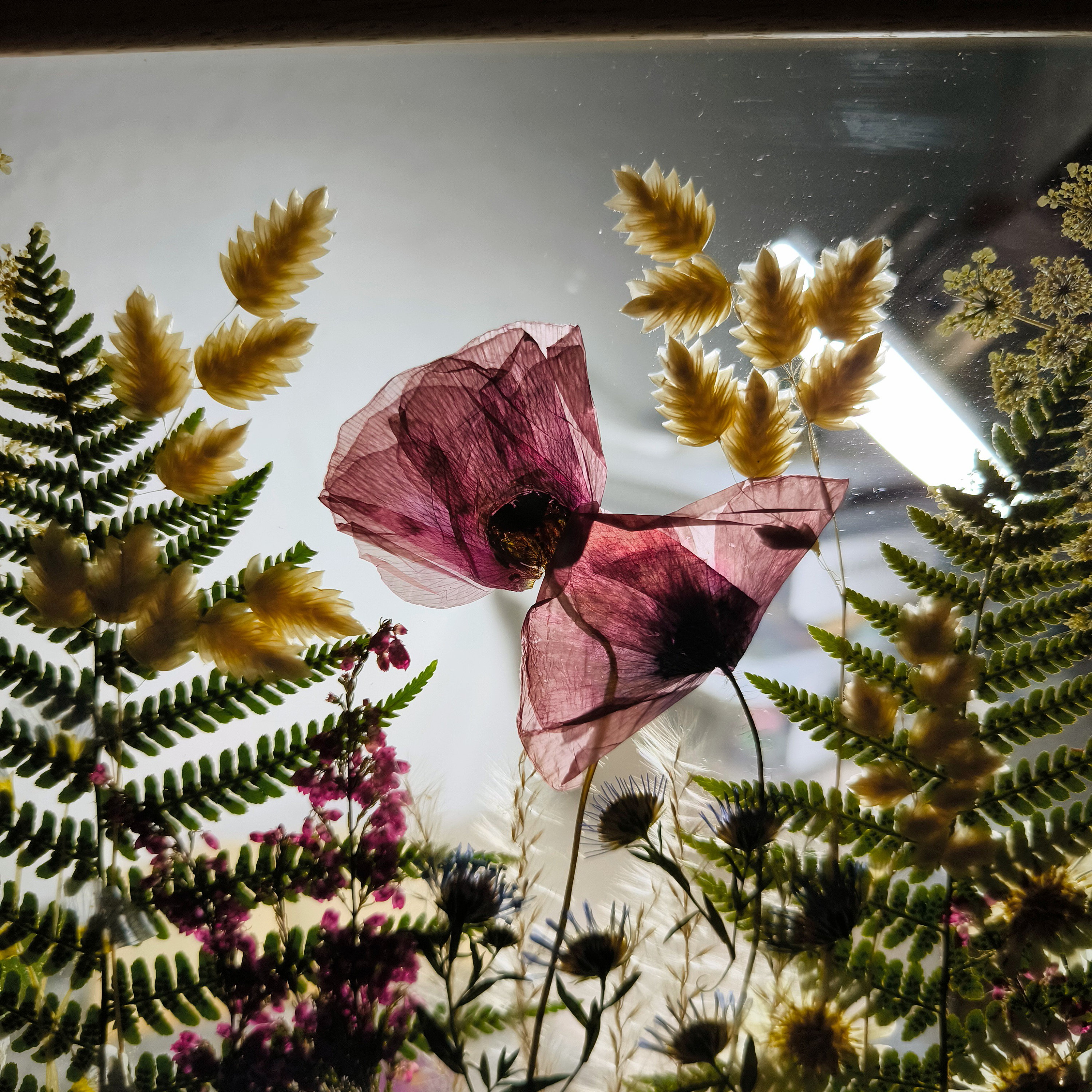 Lot De 4 Tableaux Vintage : Fleurs Sauvages Pressées Sous Cadre (années 70/80)