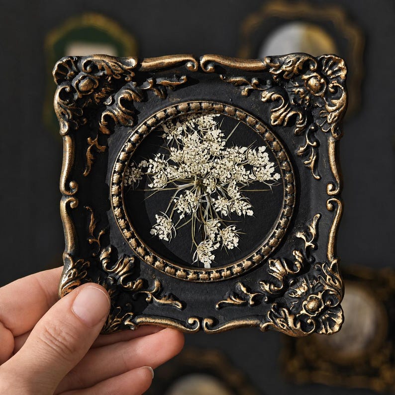 May include: A square, ornate black frame with gold-toned highlights featuring a circular center display. Inside the circular area, a pressed white Queen Anne's lace flower is set against a solid black background, creating a high-contrast botanical display.