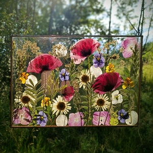 Large Pressed Flower Frame: Real Dried Poppy, Botanical Glass Decor