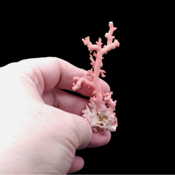 Rare Natural Pink Stylaster Coral GEM Specimen Vintage  ~ 3" L x 1" W