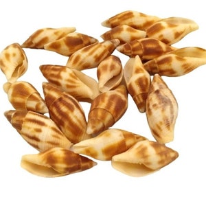 20 Pcs Mitra Adusta Specimen Shells, 1.75" Natural Indian Ocean Seashells, Bulk Craft Supplies, Beach Wedding Decor, Aquarium Shells