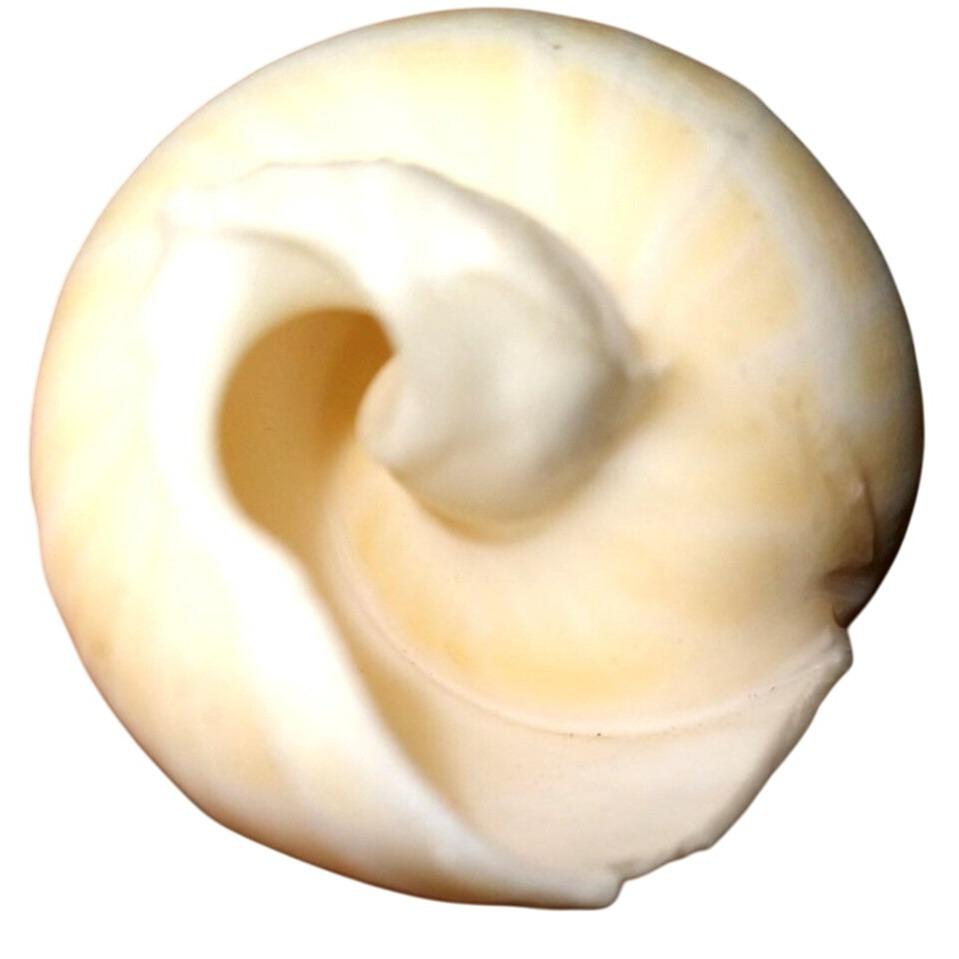 Vintage Marlin Spike Spiral Shell for Collectors & Home Decor - Etsy