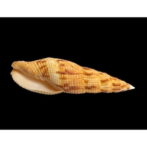 May include: A light brown seashell with a spiral shape and a textured surface. The shell has a pointed tip and a wide opening.