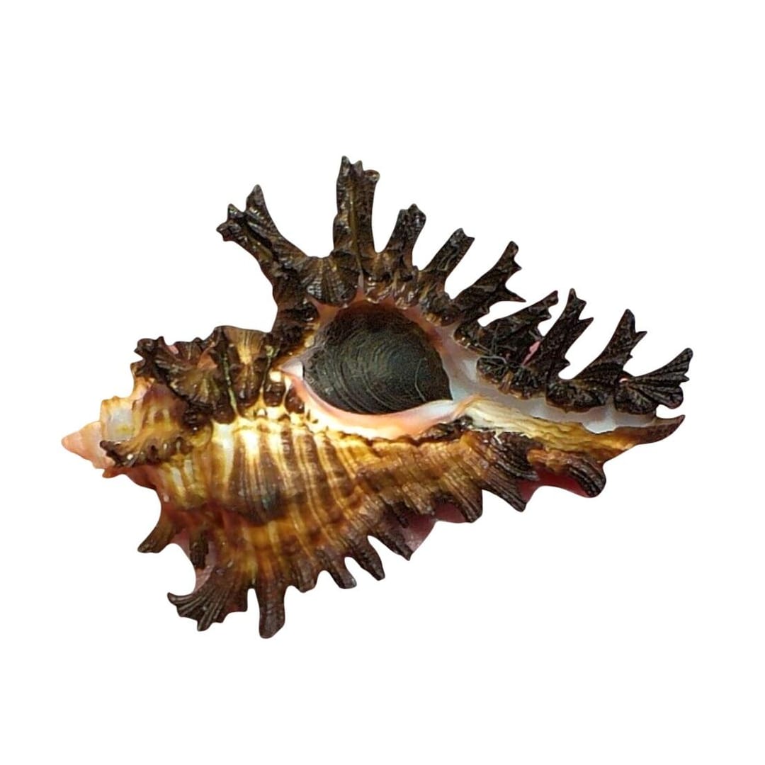 ミュージック BREAK THE SHELL Breaks The Shell | Cosimo Damiano