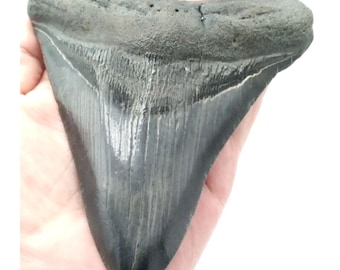 Megalodon Shark Tooth Fossil: Prehistoric Specimen, 5" AAA GEM