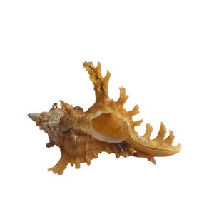 Rare Murex Crocatus Reeve Shell Natural Specimen GEM