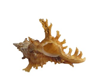 Seltene Murex Crocatus Reeve Shell Naturmuster GEM