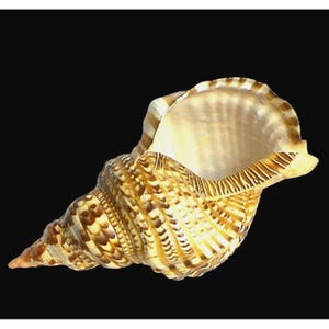 Giant Rare Triton Trumpet Charonia Tritonis Specimen Shell 11.5 inches