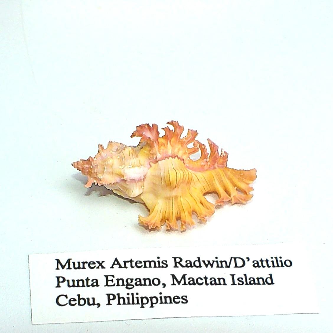 Rare Murex Artemis Radwin/dattillio Specimen Shell GEM - Etsy