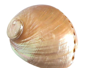 Concha de nácar de abulón blanco pulida de 6,5" de colección, rara