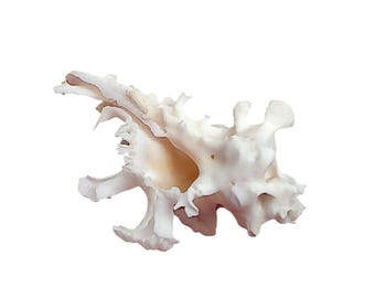 Seltene Murex Zamboi Burch Coral Shell Specimen von Mactan Island Cebu GEM