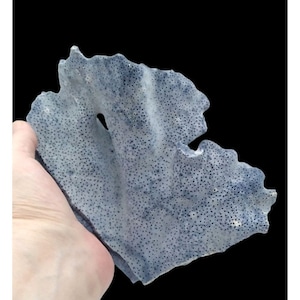 Peut inclure: Un corail bleu clair avec une surface poreuse et une forme unique. Le corail est un matériau naturel et a une texture rugueuse.