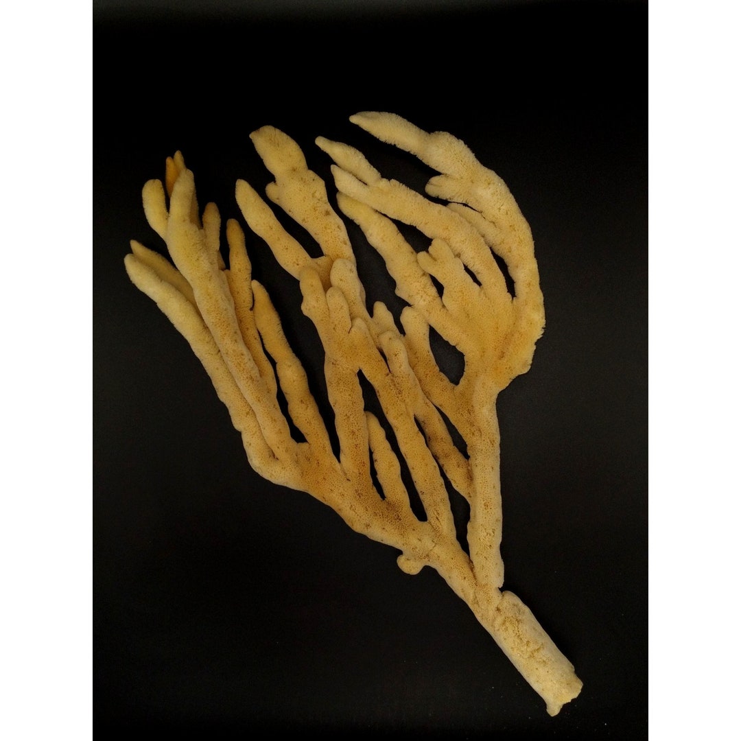Natural Vintage Ocean Finger Sea Sponge Great for Home Decor Etsy