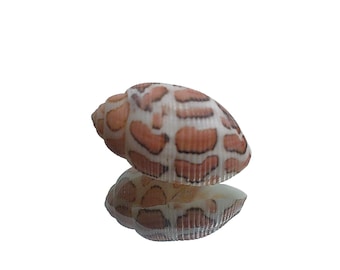 Acteon Eloisee Seltene Sammlerstück Specimen Shell 1 Inch