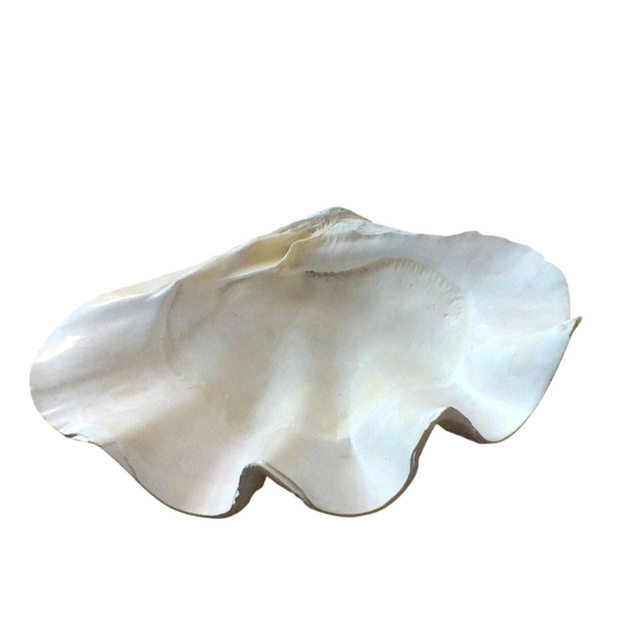 Giant Genuine Clam Shell Natural Large Vintage 17.5