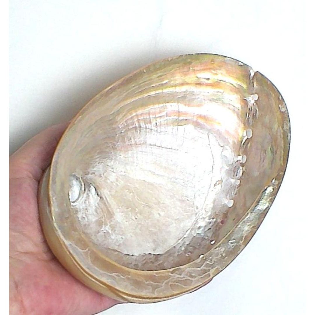 Rare Large Polished White Abalone Mother-of-pearl Shell - Etsy