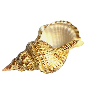 Giant Rare Triton Trumpet Charonia Tritonis Specimen Shell 12" AAA