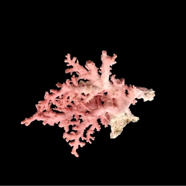 Rare Natural Pink Stylaster Coral Specimen Fragment Vintage  ~ 2.7" W x 2" H