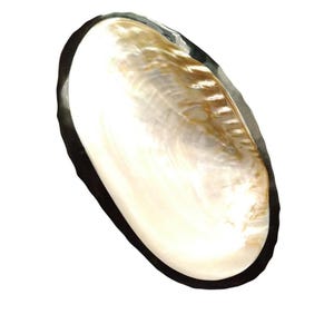 Vintage Large Polished Mother Of Pearl Shell Caviar Server Platter