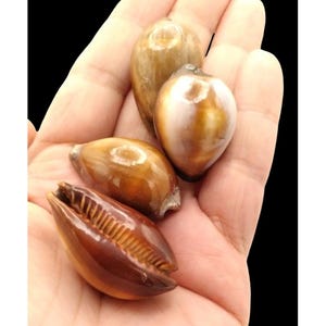 Könnte beinhalten: Vier polierte Muscheln in verschiedenen Braun- und Beigetönen werden in einer offenen Hand gehalten. Die Muscheln haben eine glänzende Oberfläche, wobei eine Muschel geöffnet ist und ein geripptes Inneres freilegt. Der Hintergrund ist schwarz.