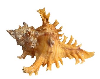 Seltene Murex Crocatus Reeve Shell Naturmuster