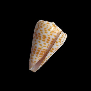Conus Tessulatus Rare Specimen Shell From Tuticorin India
