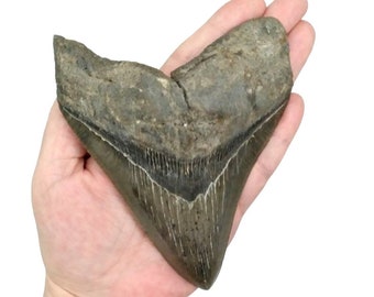 Prehistoric Otodus Megalodon Fossilized Shark Tooth Massive Top Quality Specimen