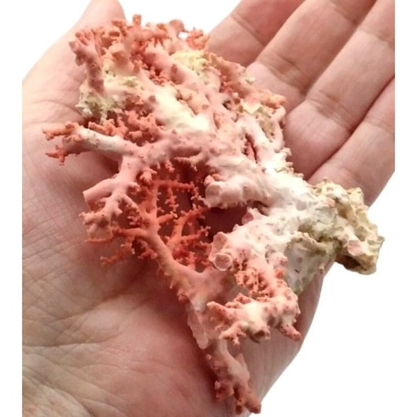 Rare Vintage Natural Pink Stylaster Coral Specimen ~ 5" W x 3.5" H