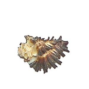 Rare Murex Secunda Lamarck India Specimen Collectors Shell GEM